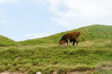 A herd of cows grazes on a pasture in the highlands of Georgia