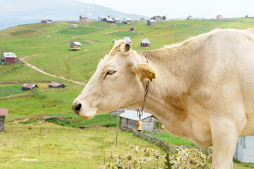 Portrait of a cow grazing high up in the mountains