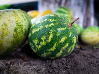 watermelon on the market