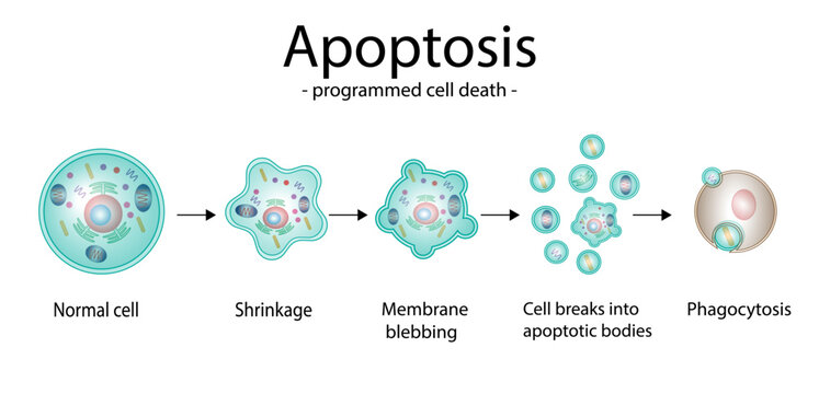 Apoptosis. Programmed cell death. Aging process in cells. Stages of apoptosis, normal cell, shrinkage,  membrane blebbing, cell breaks into apoptotic bodies and phagocytosis. vector illustration.