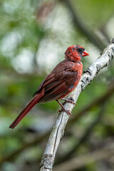 Summer Cardinal