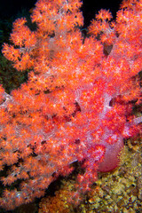 Fototapeta na wymiar Multi-branched Trees Soft Coral, Coral Reef, South Malé Atoll, Maldives, Asia