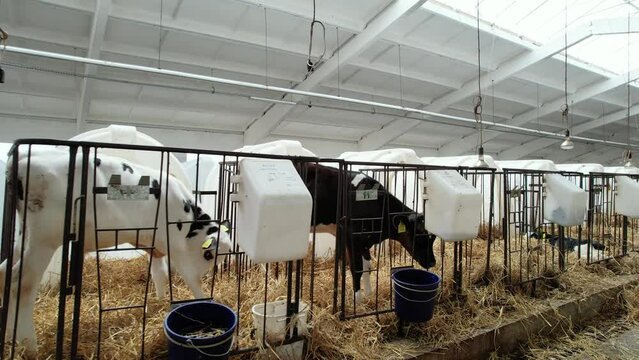 Farmland, dairy farm in countryside, calves resting in the pens, inside view of farm buildings and hangars.