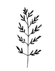 Simple hand-drawn vector drawing in black outline. Wild plant, steppe grass, fawn flowers. Branch isolated on white background. Ink sketch.