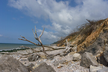 Dead tree branch on a stone beach on a sunny summer day, Normandie, France