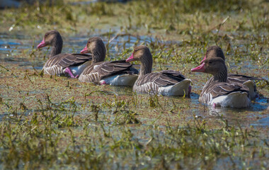 Greylag goose a migratory bird in Bharatpur national park