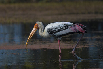 Indian Painted stork or Mycteria Leucocephala in Keoladeo national park also known as Bharatpur bird sanctuary