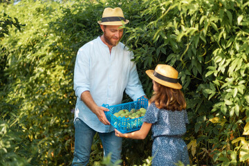 Caucasian bearded father in a straw hat gives to a little daughter a box with passion fruit...