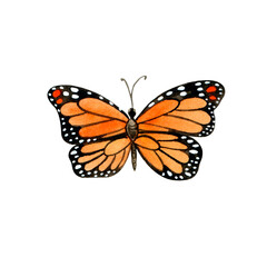 Watercolor orange butterfly