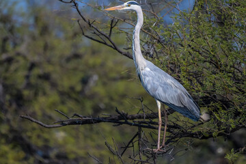 Grey heron or common heron in Bharatpur bird sanctuary Rajasthan