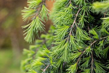Young bright green needles of Himalayan cedar Cedrus Deodara, Deodar growing on embankment of resort town of Adler. Close-up.