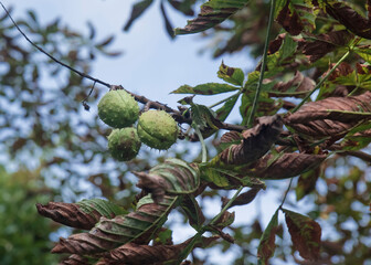 kasztany na drzewie © siwyk
