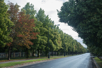 Pusta ulica wśród drzew © siwyk