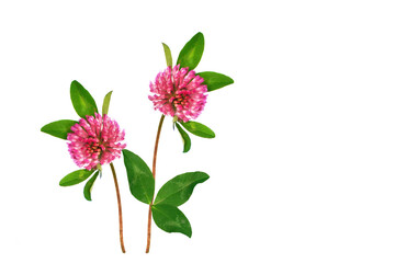 Naklejka na ściany i meble Wild red clover (Trifolium pratense)