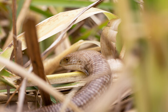 A closeup of the sheltopusik, Pseudopus apodus, also called Pallas' glass lizard