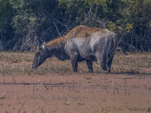 Male Nilgai or bluebuck or blue cow in Keoladeo ghana national park
