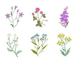 Set of different wildflowers. Beautiful flower twigs in cartoon style.