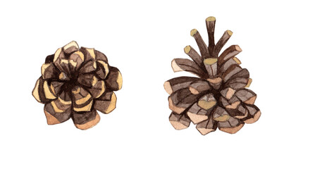 Pine cones isolated on white
