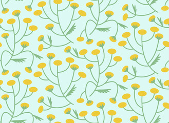 Seamless pattern with tansy. Texture with wildflowers in flat style.