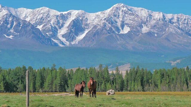 Horses stand in the green meadow against snow capped mountains background. Beautiful cinematic shot. Idyllic scenery in highlands of Altai Republic