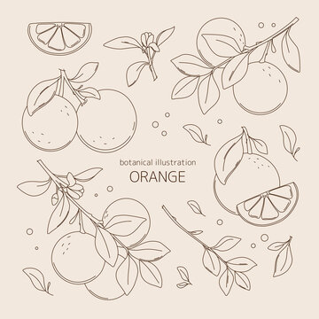 Botanical illustration with oranges. Vector Sketch citrus fruit decorative set. Line art. Fruits drawings.