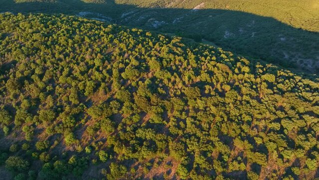 Forest at sunset. Aerial view from a drone at sunset in the surroundings of the town of Covarrubias. Arlanza region. Burgos, Castilla y Leon, Spain, Europe