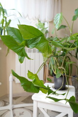 Syngonium is a potted houseplant. indoor floriculture. sale of plants.