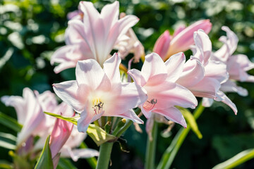 Obraz na płótnie Canvas Amarcrinum howardii flowers. This fabulous hybrid of Amaryllis and Crinum produces large soft pink, funnel-shaped blooms with a delicious fragrance. 