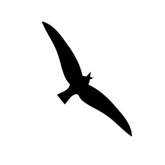 Bird vector logo. Black Bird icon. Seagull logo icon designs vector. Element for your design. Bird black shape. European Herring Gull.