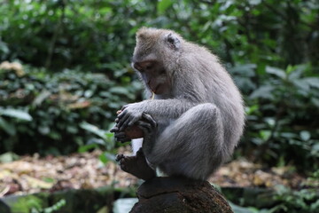 Naklejka na ściany i meble Monkey curled up on log eating in tropical jungle on the island of Bali, Indonesia (Monkey Forest)