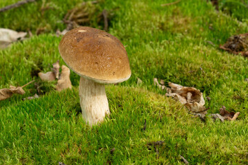 Boletus edulis is edible mushroom. Pporcini on moss in forest. Healthy and delicates food