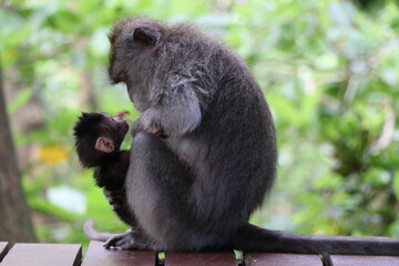 Baby monkey gazing up at its mother in a tropical Indonesian forest - Bali, Indonesia