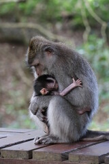 Mother monkey closely holding baby monkey in her arms in a tropical Indonesian forest - Bali, Indonesia