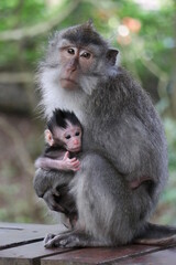 Mother monkey holding baby monkey in her arms in a tropical Indonesian forest - Bali, Indonesia