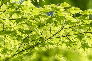 Fototapeta na wymiar 新緑の葉が美しく風に揺れる森の中