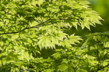 新緑の葉が美しく風に揺れる森の中