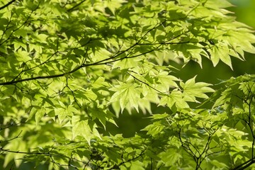 Fototapeta na wymiar 新緑の葉が美しく風に揺れる森の中