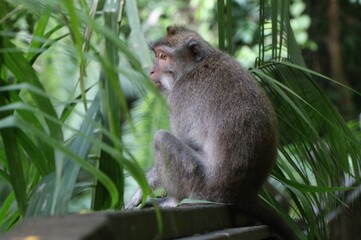 Monkey sitting in tropical jungle on the island of Bali, Indonesia (Monkey Forest)