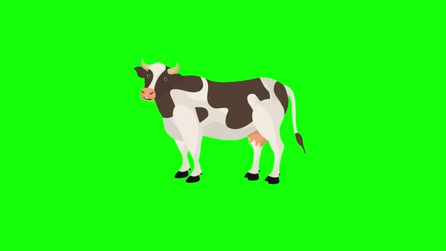 Cheerful dairy cartoon cow 2D animation, green screen