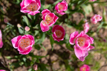 colorful flowers background in spring , background for post card