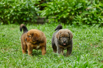 Little puppys Newfoundland, running around, playing in the summer park on green grass outdoor..