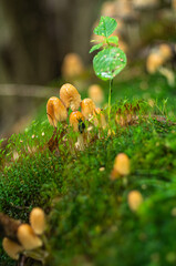 Inedible mushrooms on moss