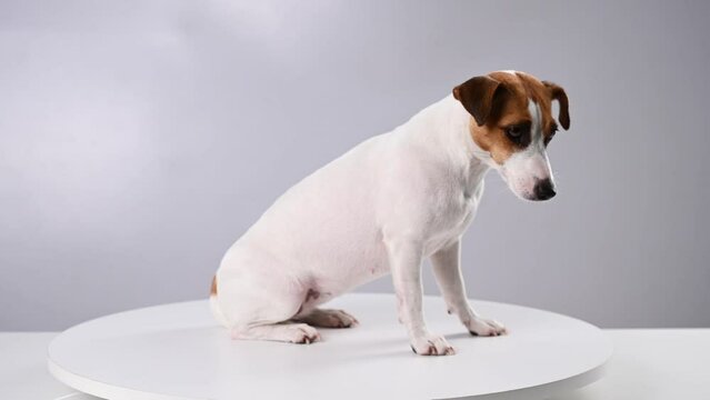 Jack Russell Terrier dog sits on a turntable in front of a white background.