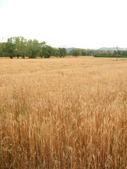 agriculture field