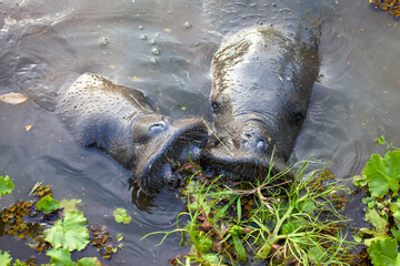A pair of West Indian manatees (Latin Trichechus manatus) eat algae on the surface of the water. Wildlife fauna marine animals.