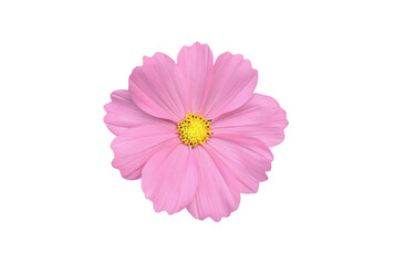 Isolated pink cosmos flower with clipping paths. © Sophon_Nawit