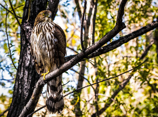 Watchful Falcon