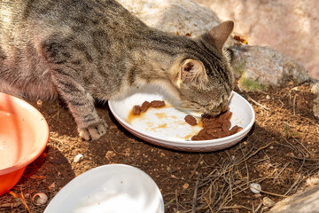Street cat fed with wet food in a white plate. Stray cat fed with ready-made beef food, selective...