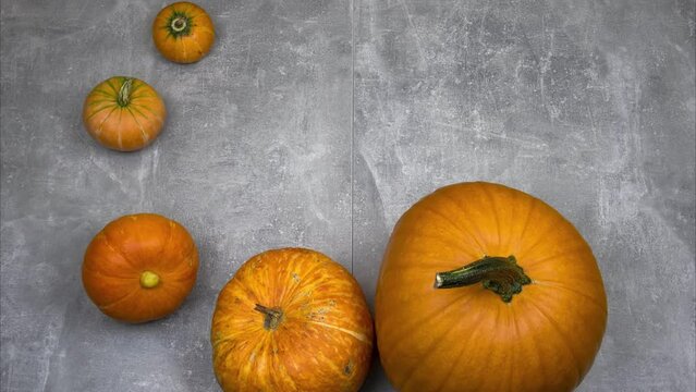 Decorative Fall, Halloween, and Thanksgiving pumpkins and gourds on gray background. 4K Stop motion animation