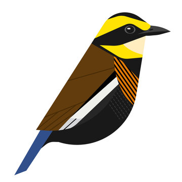 illustration of a  Malayan Banded Pitta Bird ,vector , png , svg , jpeg